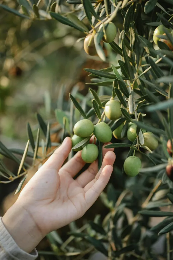zeytin-yetistiticiligi-egitim